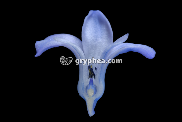 Jacinthe (Hyacinthus orientalis) - Fleur en CL - gryphea.org